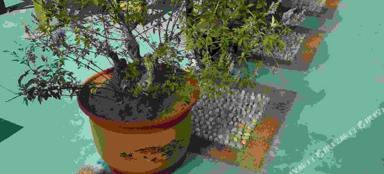 长岛秀丽渔家民宿(长园路分店)图片