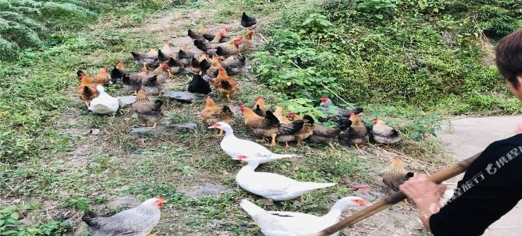 五洩紫苏岩精品民宿图片