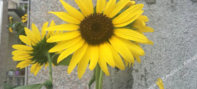 莫干山栖梦林民宿(仙潭村景区店)图片