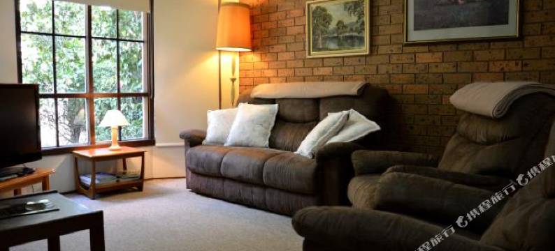 布尼亚松树(Bunya Pines)图片