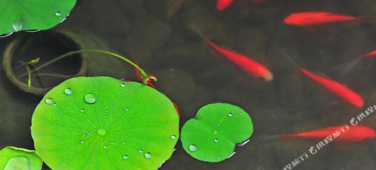 武夷山茗影轩茶与摄影主题客栈图片
