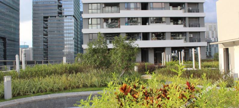 常春藤服务公寓(深圳湾店)图片