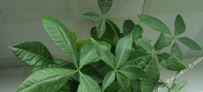 花水湾水云间民宿图片