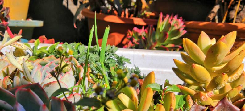 丽江花临晚照客栈图片