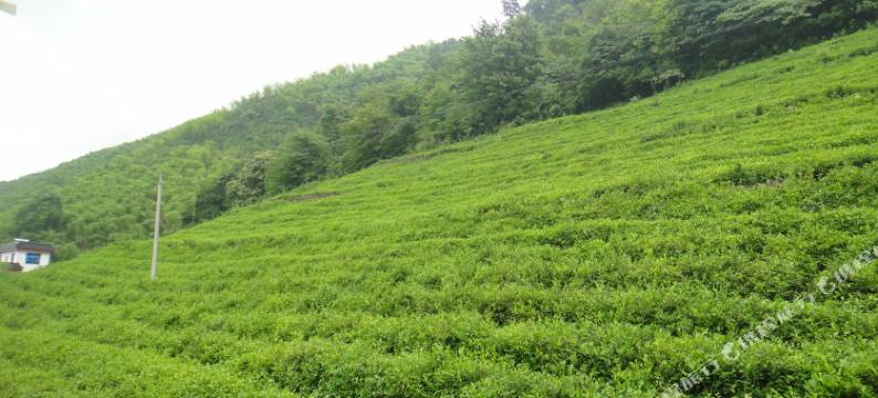 安吉龙吟轩农家乐图片