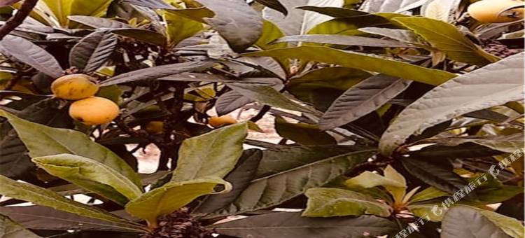 绍兴村上春墅客栈图片