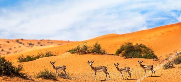 拉斯海玛丽思卡尔顿酒店-沙漠谷(The Ritz-Carlton Ras Al Khaimah, Al Wadi Desert)图片