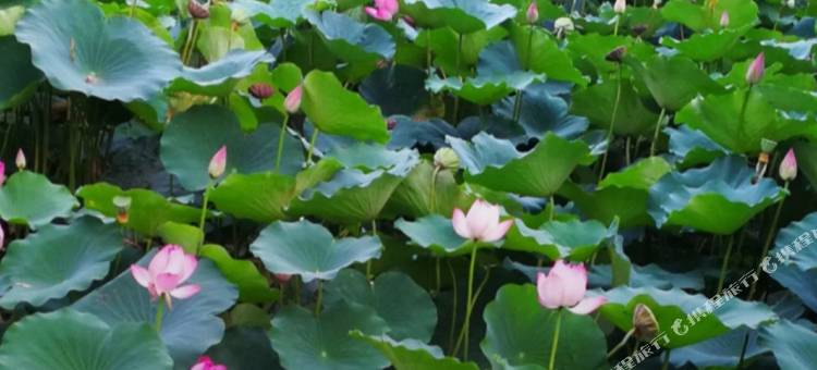 骏怡精选酒店(廊坊广阳万达广场店)图片