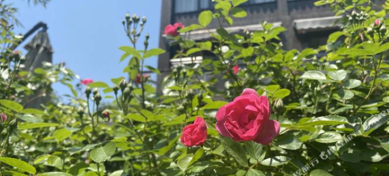 苏州树山情调清禅精品民宿图片