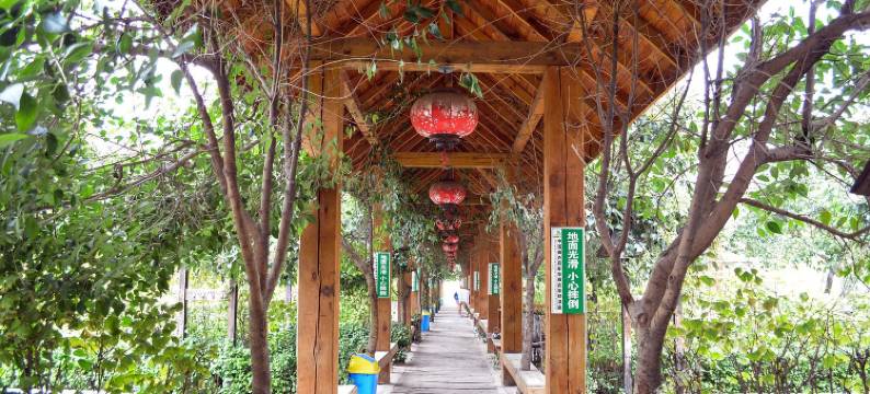 洛阳银杏仙庄图片