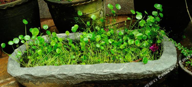 大理古城52号客栈图片