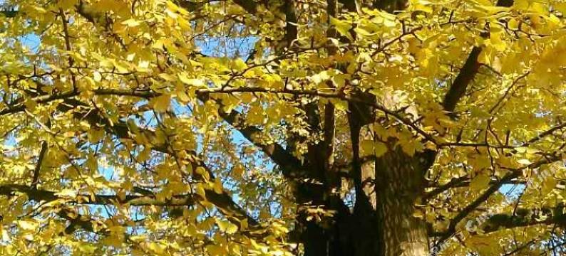 腾冲银杏村古枫农家客栈图片