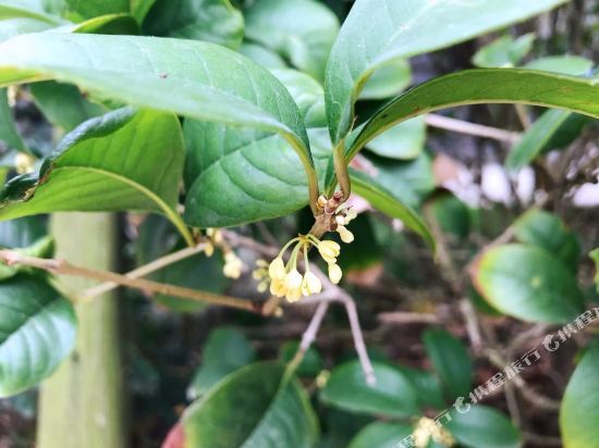 自贡杨八姐公寓(古盐大道分店)