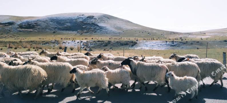 青海湖鸟岛牧人家帐房宾馆图片