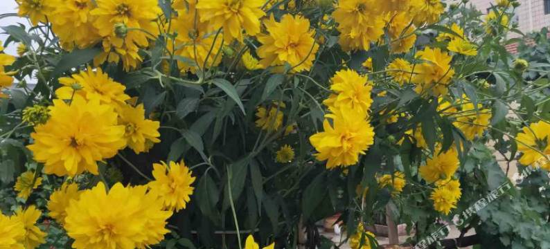 涞源新晨农家院图片