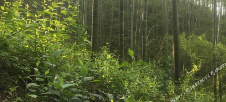 安吉子艺农家民宿图片