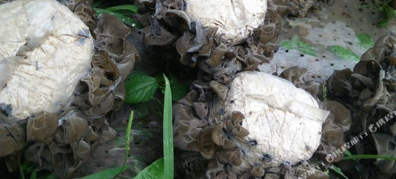 隆化金龙山庄图片