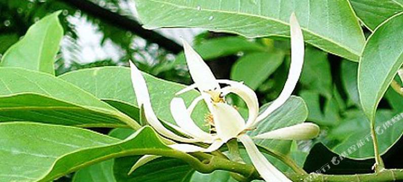 桂林玉兰树下客栈图片