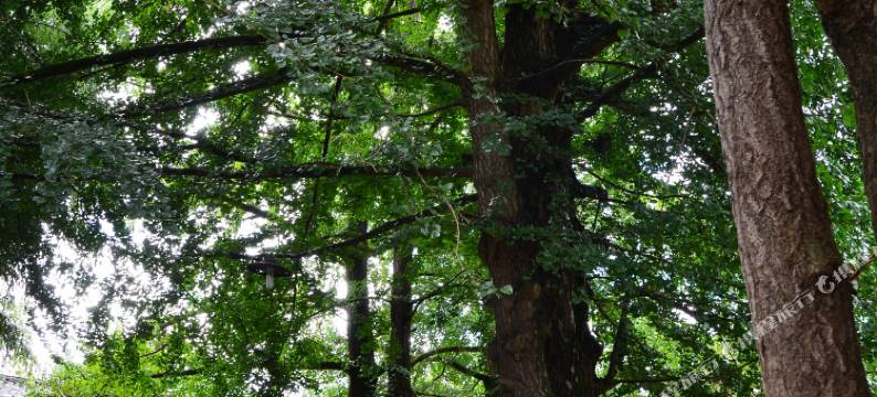 腾冲银杏村古枫农家客栈图片