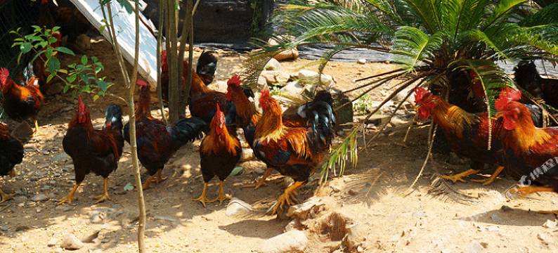 松阳十里飘香渔家乐图片