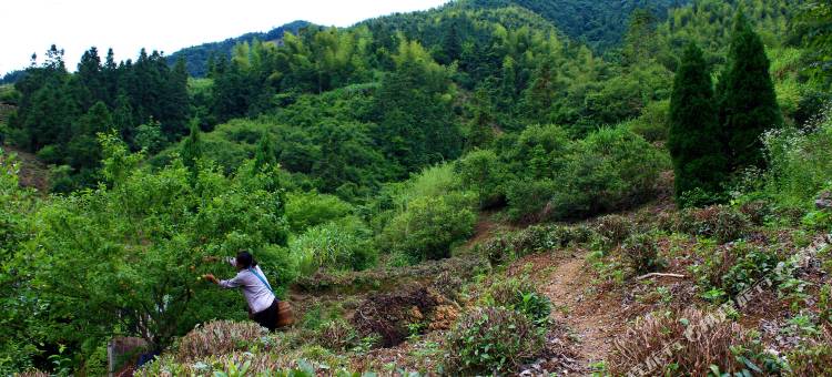 黄山有道茶苑民宿客栈图片