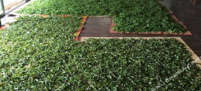 勐海南糯山福兴吉普洱茶山庄图片