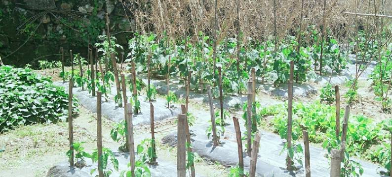 大明山桃湾民居图片