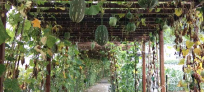 乡村人家(阿依河店)图片