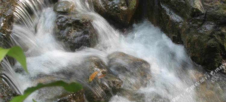 溪畔老树温泉山庄图片