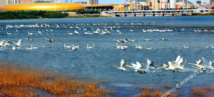 天然居温泉民宿(三门峡·陕州区·高阳山景区店)图片