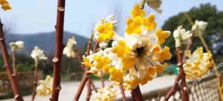 花筑·无锡三月里客栈(灵山大佛拈花湾店)图片
