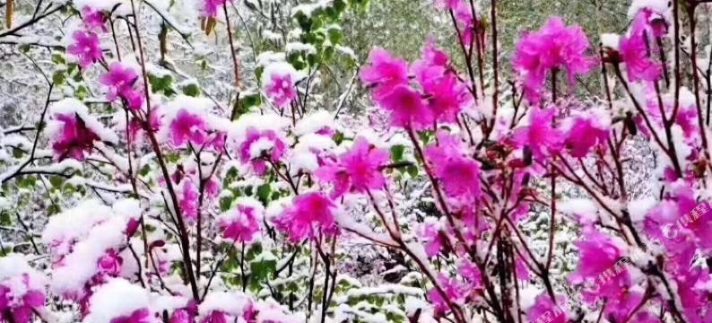 阿尔山万鑫宾馆(阿尔山火车站店)图片