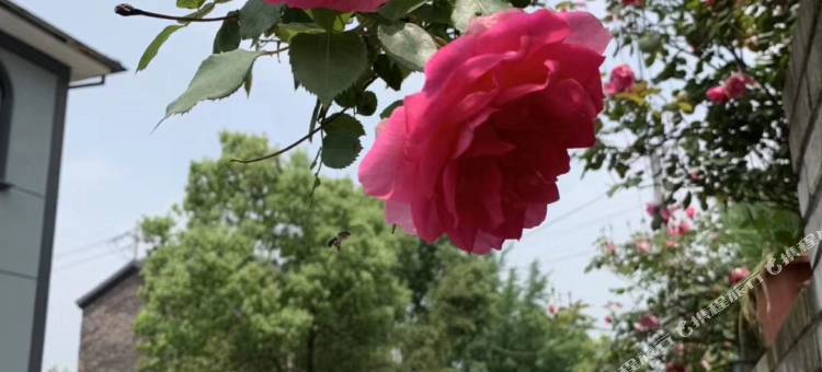 安吉亚丰农家图片