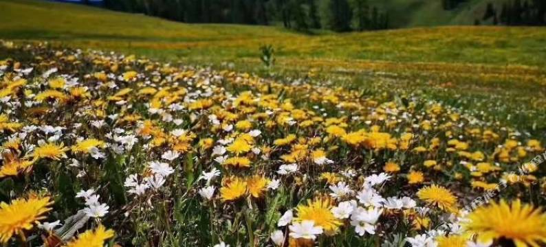 喀纳斯湖滨山庄(老村店)图片