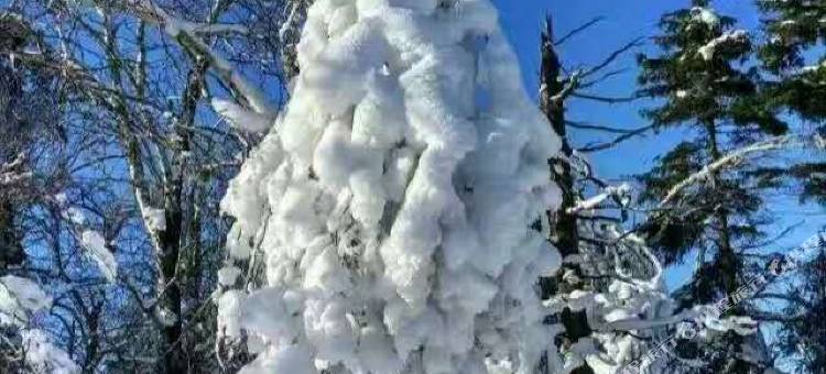 雪谷·老乡Family漫雪物语秘境美宿(雪谷风景区店)图片