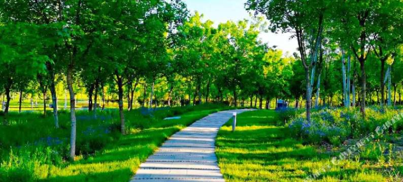 7天优品酒店(石家庄正定古城隆兴寺店)图片