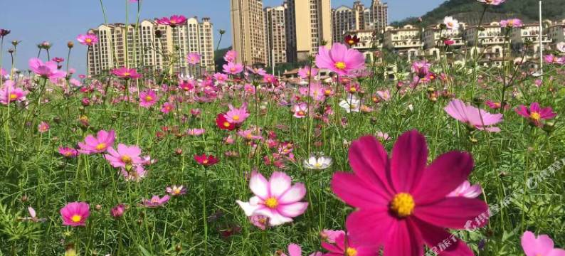 惠州龙门乐游富力温泉养生谷公寓图片