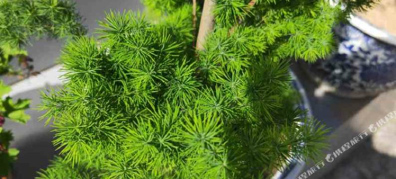 涞源新晨农家院图片