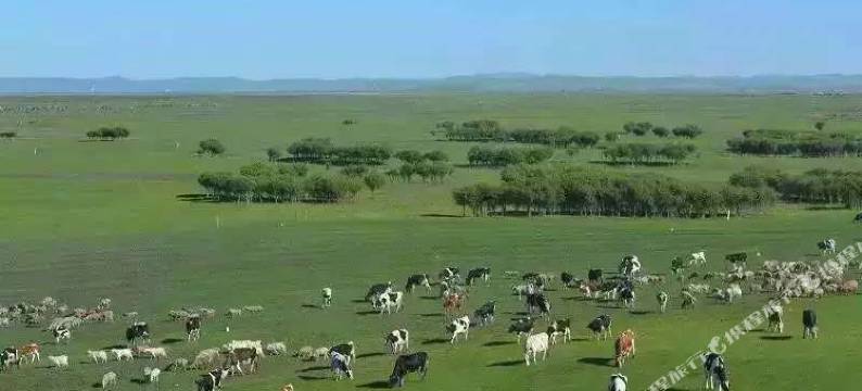 额尔古纳黑山头杭盖牧哥庄园图片