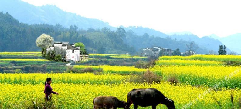 婺源新农民客栈图片