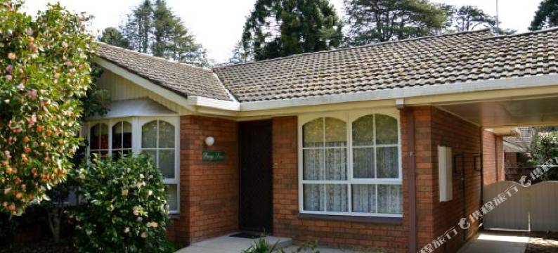 布尼亚松树(Bunya Pines)图片