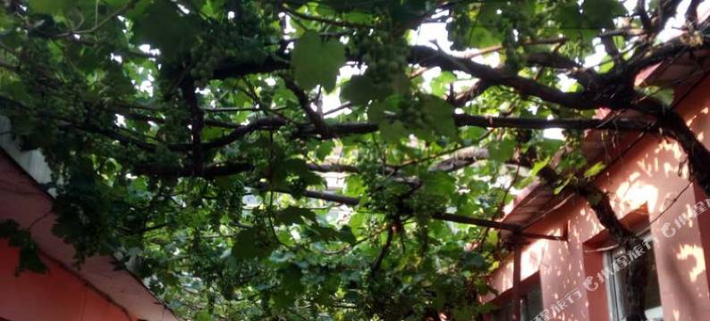 南戴河海边农家乐(3号店)图片