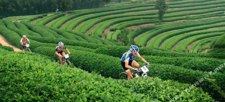 松阳齐云轩民俗客栈图片