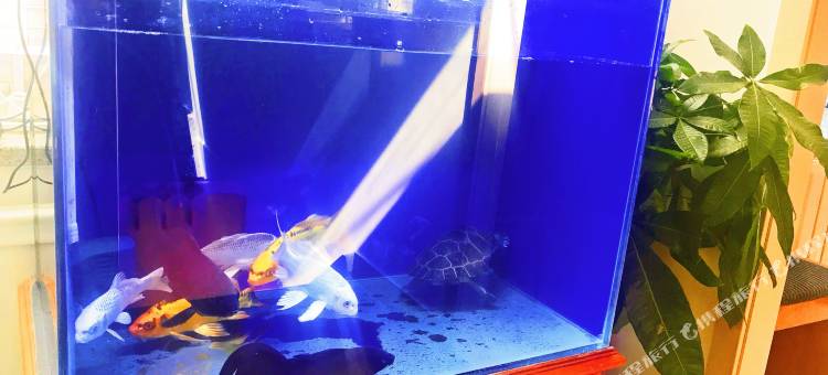 OYO大同夏阳宾馆图片