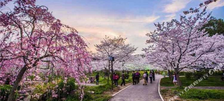 OYO武汉圣华旅馆图片