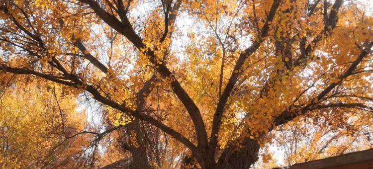 锦江都城酒店(泽普法桐大街店)图片