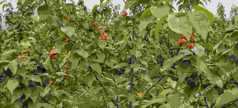 余姚凤来鸣农庄图片