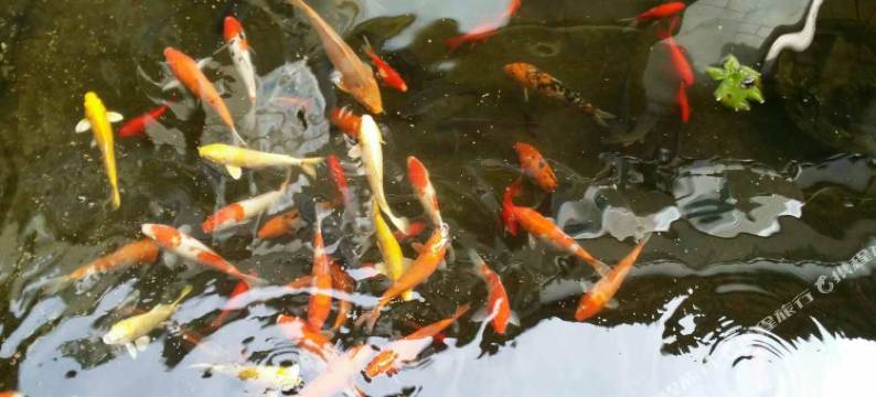 石泉叶苑客栈图片