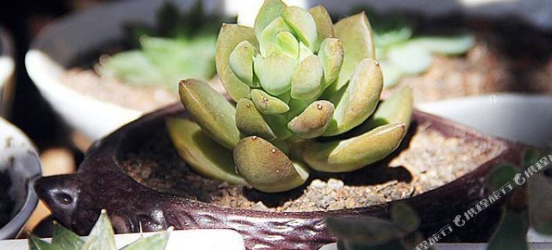 丽江米粒小栈图片