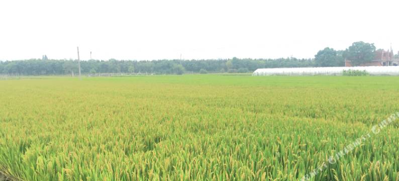 莫干山栖梦林民宿(仙潭村景区店)图片